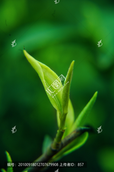 茶芽
