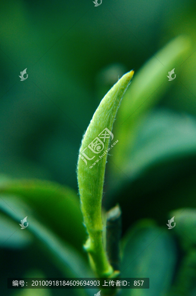 茶芽