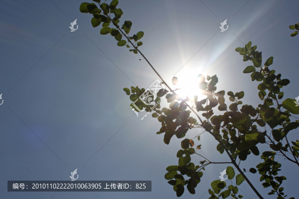 陽光透射
