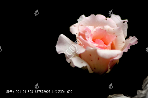 月季