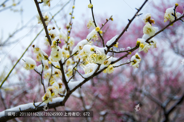 迎春雪梅