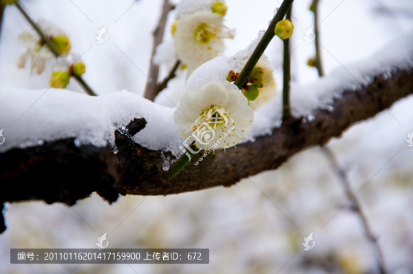 迎春雪梅