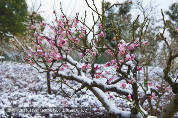 迎春雪梅