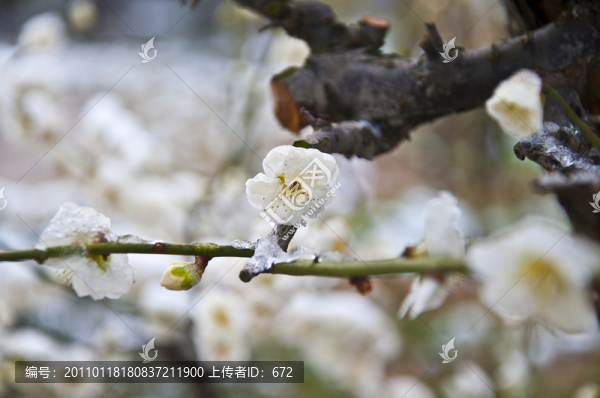 迎春雪梅