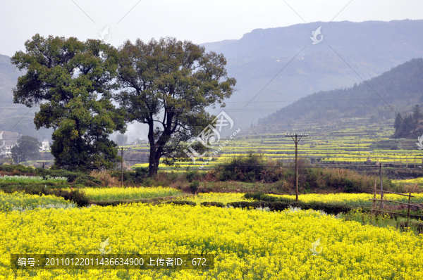 樹下油菜花