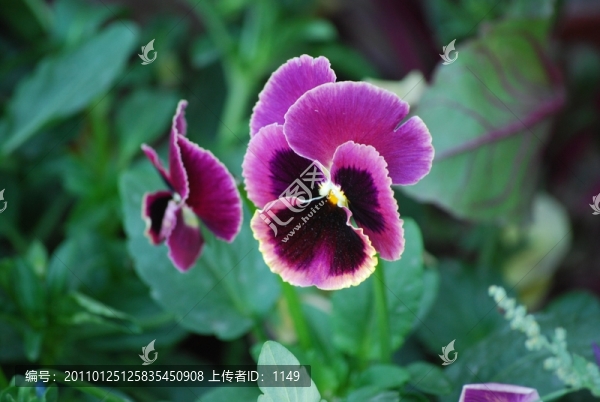 鬼臉花