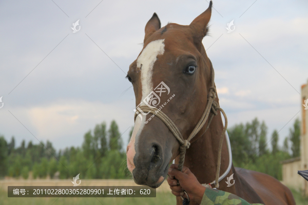 伊犁馬