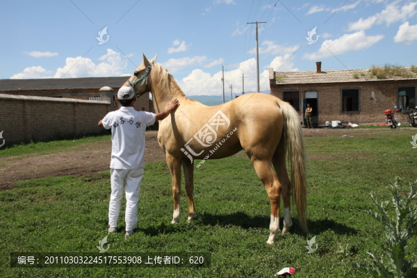 伊犁馬