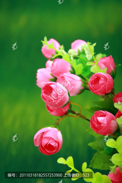 小紅花