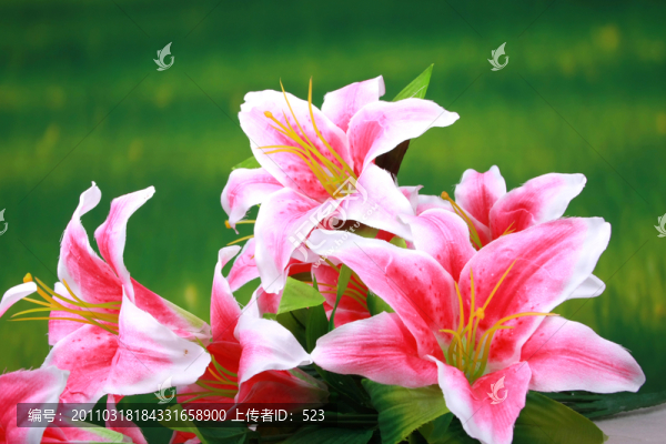 百合花