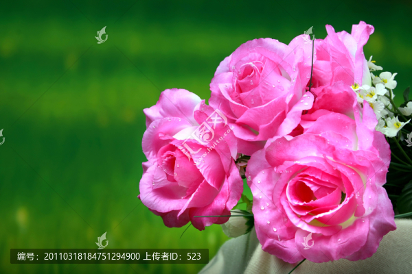 玫瑰花