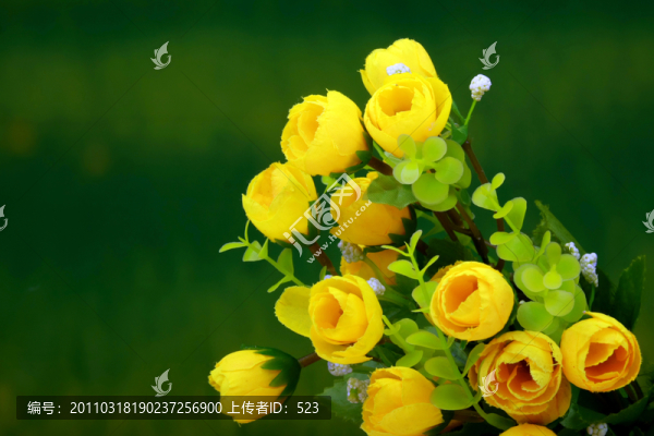 小黃花