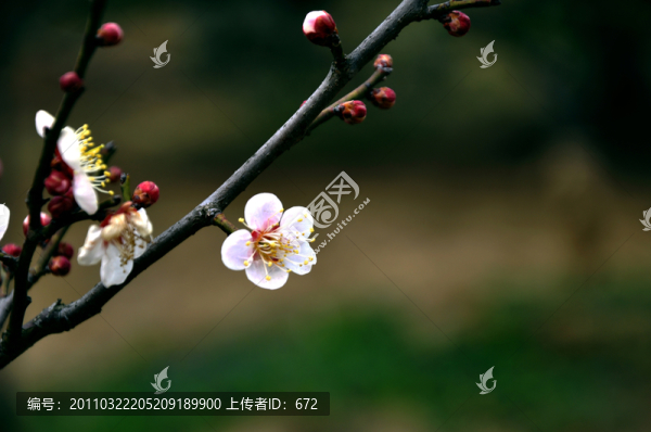 2011年南京梅花山梅花