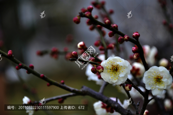 梅花