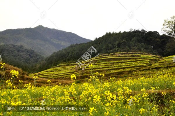 江陵油菜花