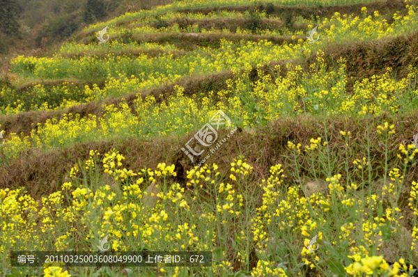 江陵油菜花