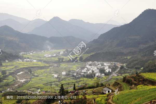 江陵油菜花