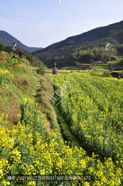 慶源油菜花