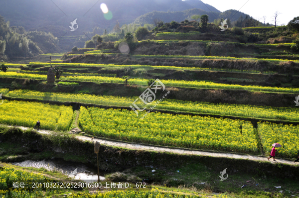 慶源油菜花