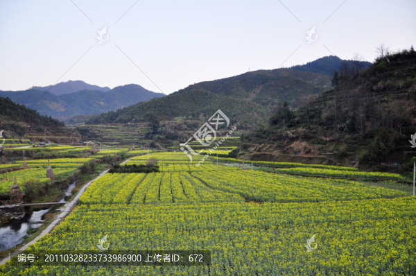 慶源油菜花