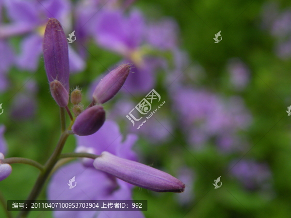 紫色二月蘭