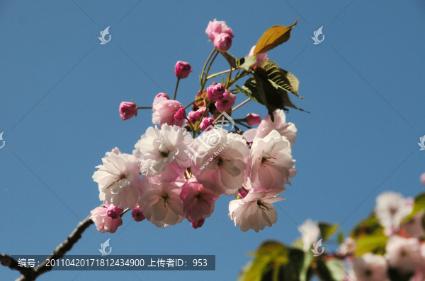 櫻花