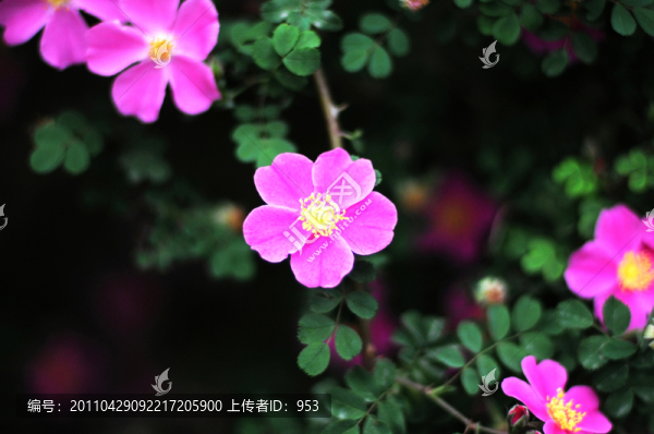 野刺玫