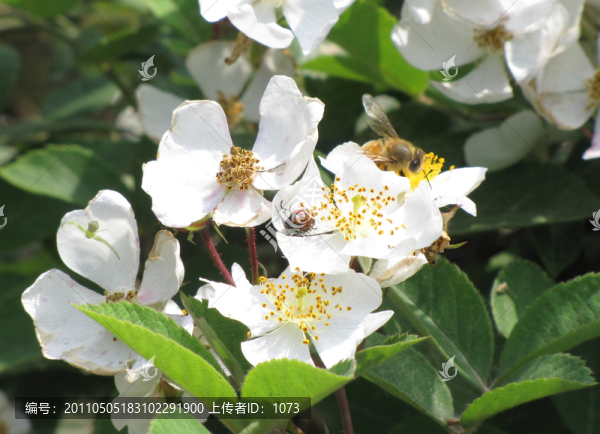 蜜蜂與白花綠葉