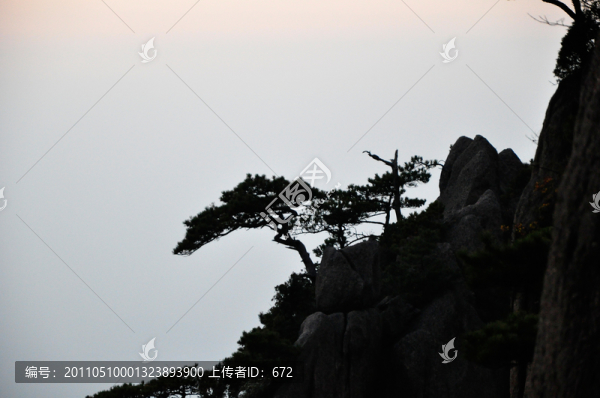 黃山西海大峽谷松樹