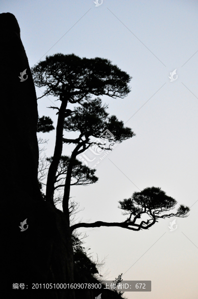 黃山西海大峽谷奇松