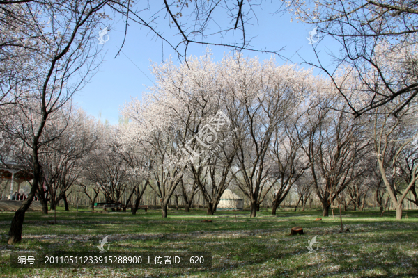 伊寧縣杏園