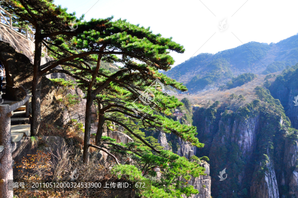 黃山松