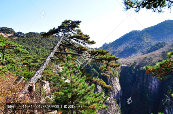 黃山松