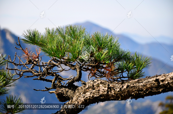 黃山松