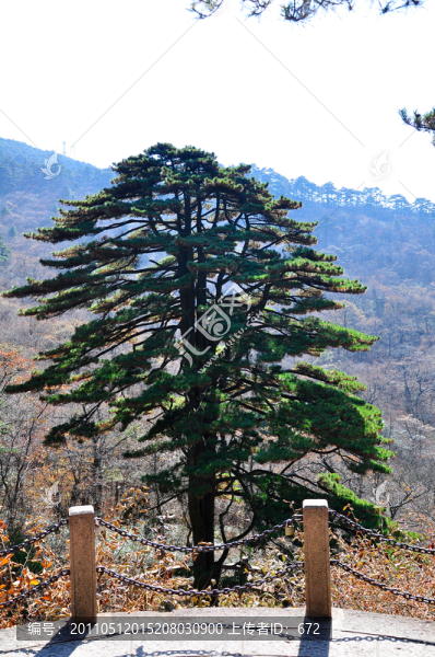 黃山團結(jié)松