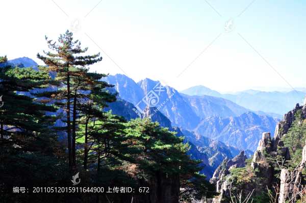 黃山松