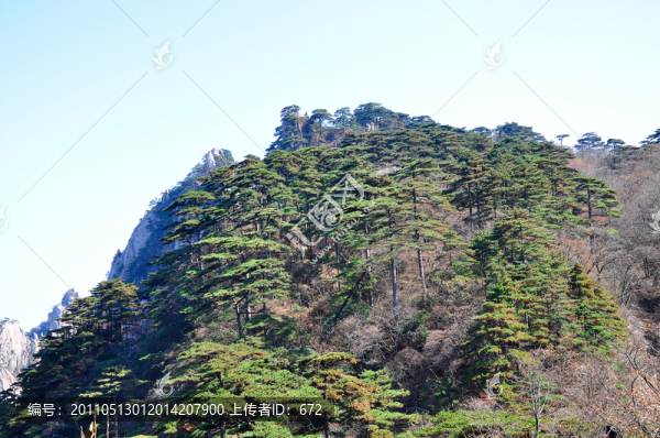 黃山松