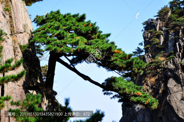 黃山松