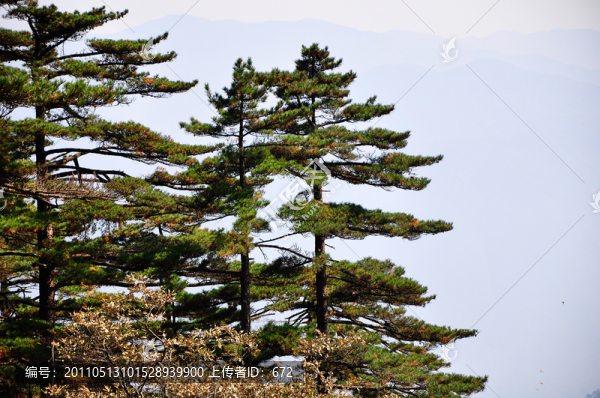 黃山松