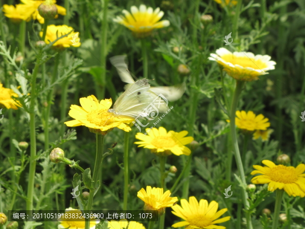 花與蝶,蝶戀花,雙蝶飛舞,蝶舞