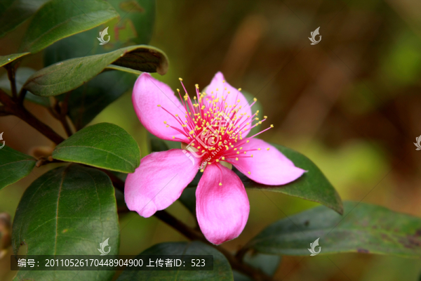 海棠花