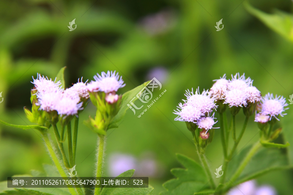 紫花藿香薊