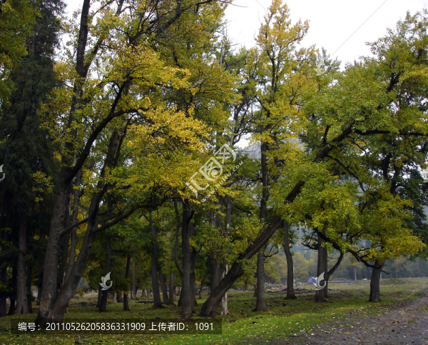 幽靜樹(shù)林