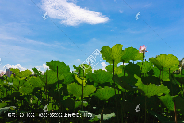 荷葉