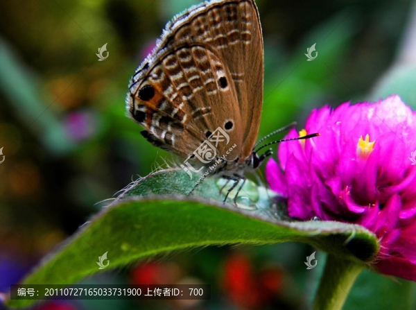 蝶戀花