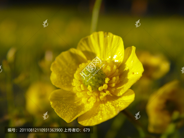 金蓮花
