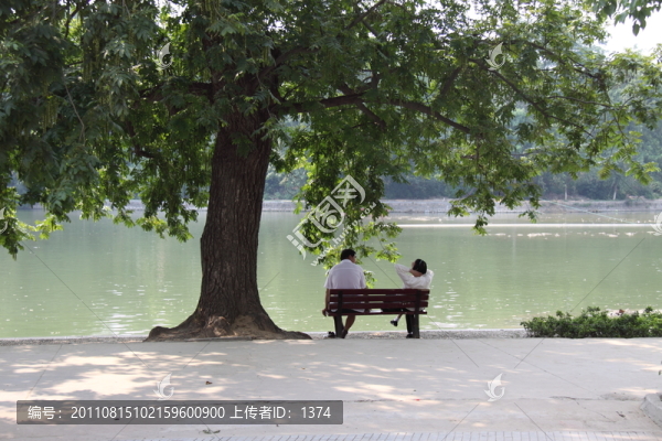 樹蔭下