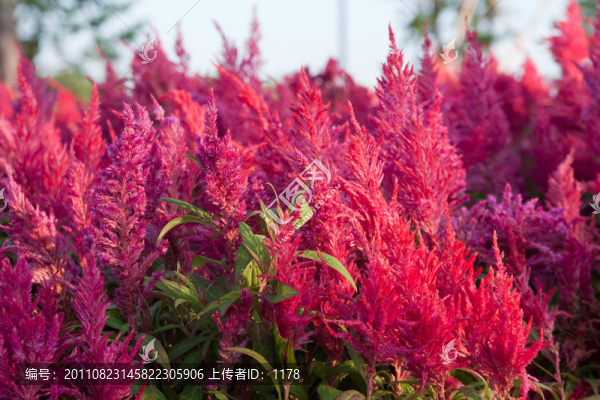 禾穗雞冠花