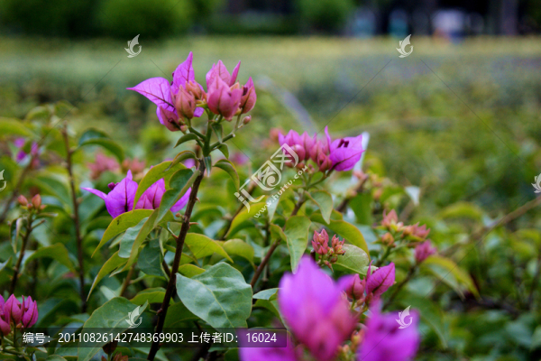 春花爛漫