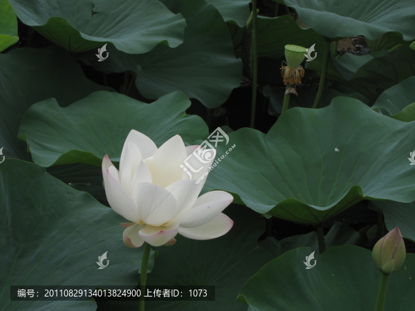 荷花,荷塘,荷葉,蓮花